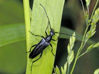 Stenurella nigra 01 #02001 : Stenurella nigra, Small Black Longhorn Beetle, Zwarte smalbok