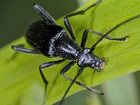 Stenurella nigra 01 #02002 : Stenurella nigra, Small Black Longhorn Beetle, Zwarte smalbok