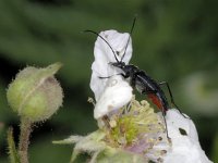 Stenurella nigra #01966 : Stenurella nigra, Small Black Longhorn Beetle, Zwarte smalbok