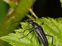 Stenurella nigra 5, Kleine zwarte smalboktor, Saxifraga-Ab H Baas