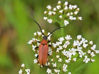 Stictoleptura rubra 4, Gewone smalboktor, Saxifraga-Tom Heijnen