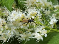 Gewone smalboktor Stictoleptura rubra