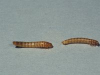 Tenebrio molitor 2, Meeltor, larvae, Saxifraga-Frits Bink
