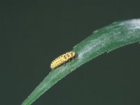 Thea 22-punctata 2, larva, Saxifraga-Frits Bink