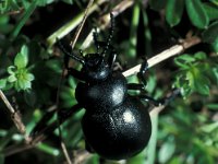 Timarcha tenebricosa, Bloody-nosed Beetle