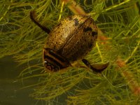 Acilius sulcatus 1, Gegroefde haarwaterroofkever, Saxifraga-Kees Marijnissen