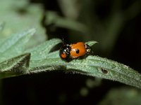 Adalia bipunctata 1, Tweestippelig lieveheersbeestje, Saxifraga-Pieter van Breugel