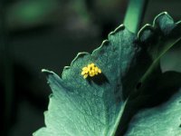 Adalia bipunctata 2, Tweestippelig lieveheersbeestje, eggs, Saxifraga-Frits Bink