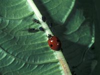 Adalia bipunctata 5, Tweestippelig lieveheersbeestje, Saxifraga-Frits Bink