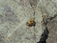 Adalia decempunctata, 10-spot Ladybird