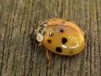 Adalia decempunctata 2, Tienstippelig lieveheersbeestje, Saxifraga-Ab H Baas