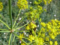 Agapanthia annularis 2, Saxifraga-Tom Heijnen