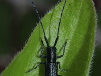 Agapanthia cardui 1, Gestreepte distelboktor, Saxifraga-Rutger Barendse