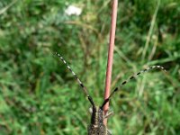 Agapanthia dahli