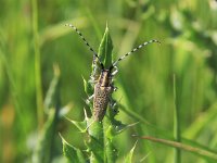 Agapanthia villosoviridescens 11, Gewone distelboktor, Saxifraga-Peter Meininger