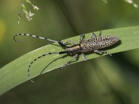 Agapanthia villosoviridescens 12, Gewone distelboktor, Saxifraga-Peter Meininger