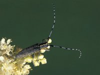 Agapanthia villosoviridescens 4, Gewone distelboktor, Saxifraga-Frits Bink