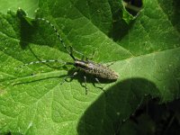 Agapanthia villosoviridescens 5, Gewone distelboktor, Saxifraga-Rutger Barendse