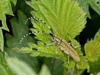 Agapanthia villosoviridescens #01696 : Agapanthia villosoviridescens, Golden-bloomed Grey Longhorn, Distelbok