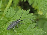 Agapanthia villosoviridescens N0808 : Agapanthia villosoviridescens, Golden-bloomed Grey Longhorn, Distelbok