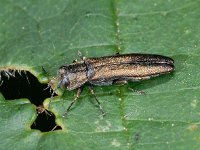 Agrilus sp