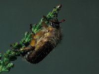 Amphimallon solstitiale, European Chafer