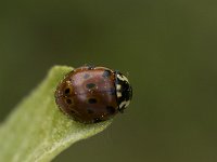 Anatis ocellata, Eyed Ladybird