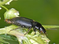 Anisodactylus binotatus