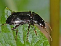 Anisodactylus binotatus #13386 : Anisodactylus binotatus