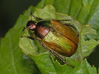 Anomala dubia, Dune Chafer