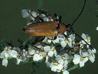 Anoplodera rubra 1, Rode smalbok, Saxifraga-Frits Bink