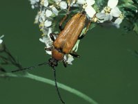 Anoplodera rubra 2, Rode smalbok, Saxifraga-Frits Bink