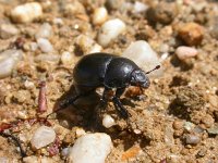 Anoplotrupes stercorosus