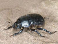 Anoplotrupes stercorosus 01 #08968 : Anoplotrupes stercorosus, Bosmestkever