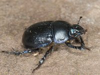 Anoplotrupes stercorosus 01 #08970 : Anoplotrupes stercorosus, Bosmestkever