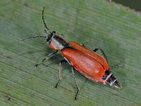 Anthocomus coccineus