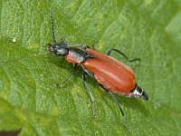 Anthocomus coccineus #09305 : Anthocomus coccineus, Soft-winged Flower Beetle, Basterdweekschildkever