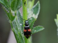 Anthocomus fasciatus 2, Dubbelgevlekte basterdweekschildkever, Saxifraga-Rutger Barendse