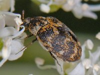 Anthrenus museorum, Museum Beetle