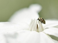 Anthrenus verbasci 7, Gewone tapijtkever, Saxifraga-Tom Heijnen