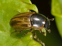 Aphodius sphacelatus