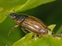 Aphodius sphacelatus 2, Saxifraga-Ab H Baas