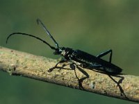 Aromia moschata, Musk Beetle