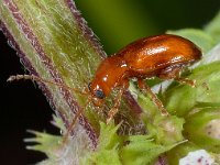 Asiorestia sp 1, Saxifraga-Ab H Baas