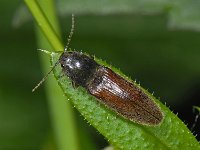 Athous haemorrhoidalis