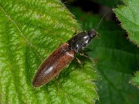 Kever D1578  Kever Diffelen op 16 mei 2013 : Naar Naturalis tzt