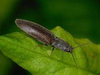 Athous haemorrhoidalis 3, Roodaarskniptor, Saxifraga-Ab H Baas