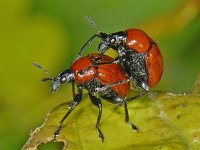 Attelabus nitens #07391 : Attelabus nitens, Eikenbladrolkever, copula