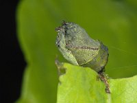 Attelabus nitens #07952 : Attelabus nitens, Eikenbladrolkever