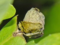 Attelabus nitens ? #08388 : Attelabus nitens, Eikenbladrolkever